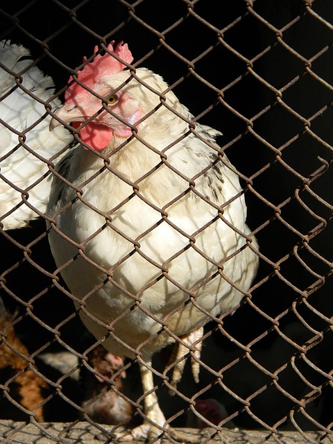 開始耐心組 開始耐心組